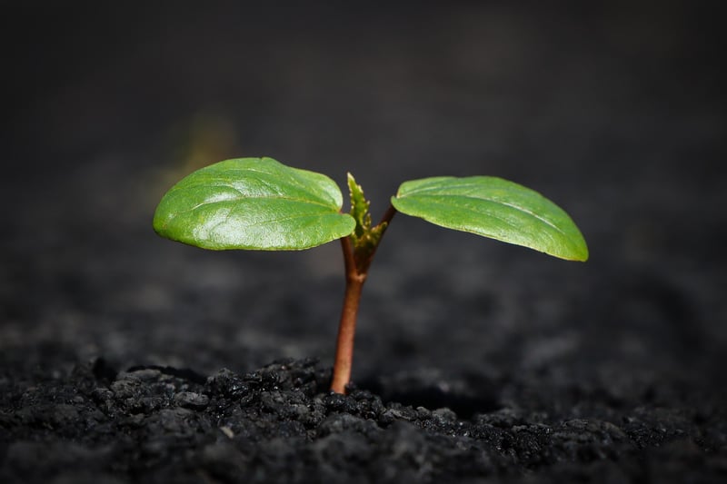 Soil Maintenance
