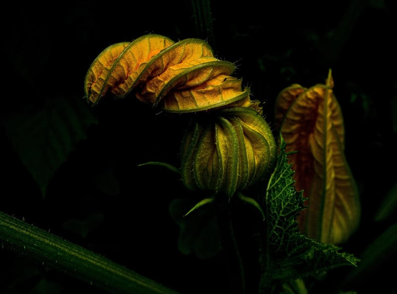 Vegetable garden